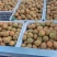 金太阳