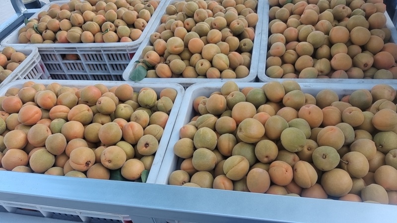 金太阳