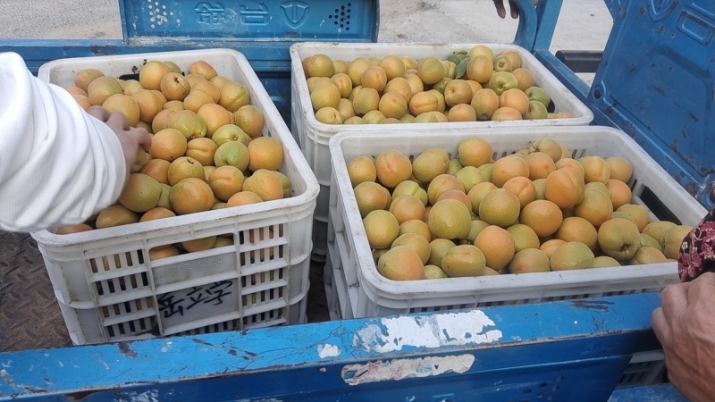 金太阳