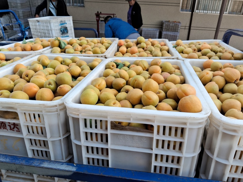 金太阳