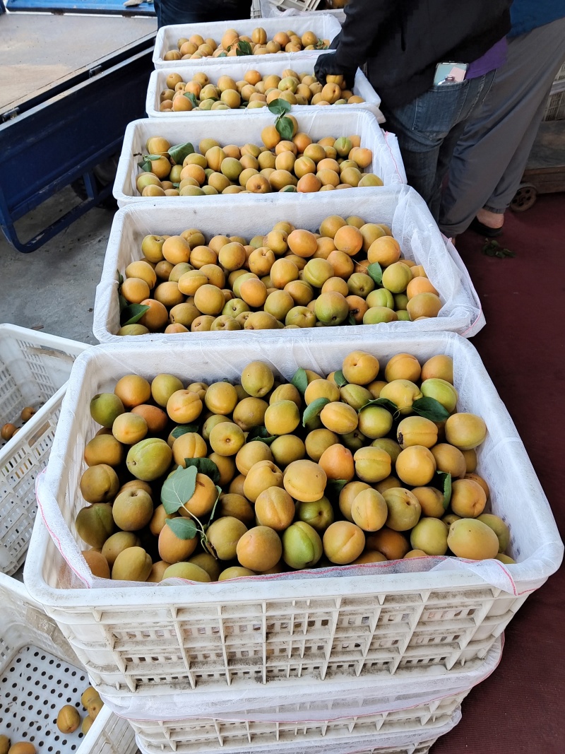 金太阳
