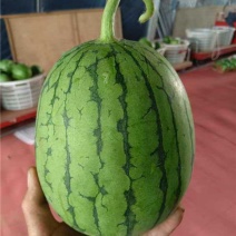 四川口口脆西瓜，甜脆可口，大量上市，对接市场，欢迎咨询