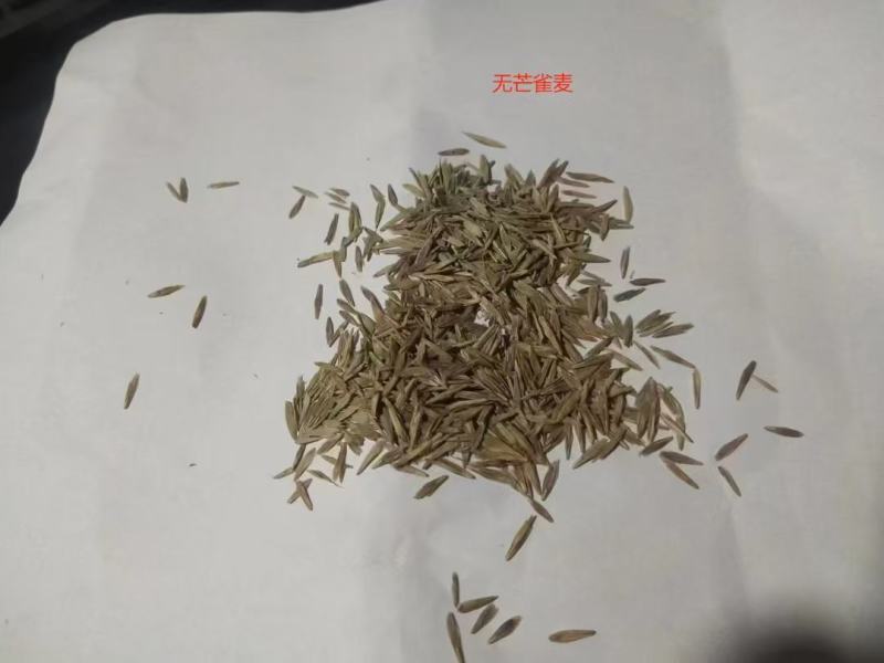 无芒雀麦种子多年生耐寒草四季青畜禽牧草籽猪牛羊驴鸡鹅兔