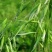 无芒雀麦种子多年生耐寒草四季青畜禽牧草籽猪牛羊驴鸡鹅兔