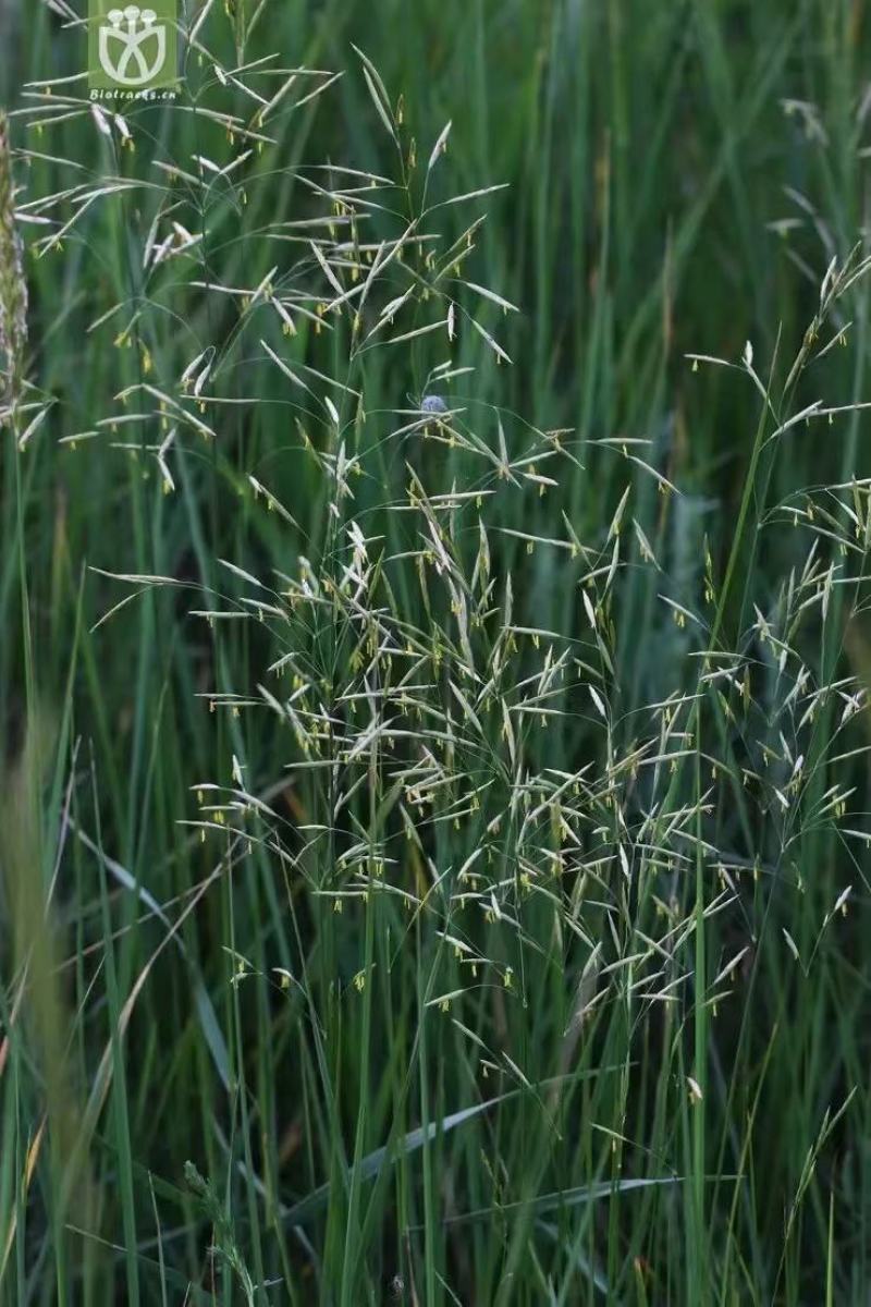 无芒雀麦种子多年生耐寒草四季青畜禽牧草籽猪牛羊驴鸡鹅兔