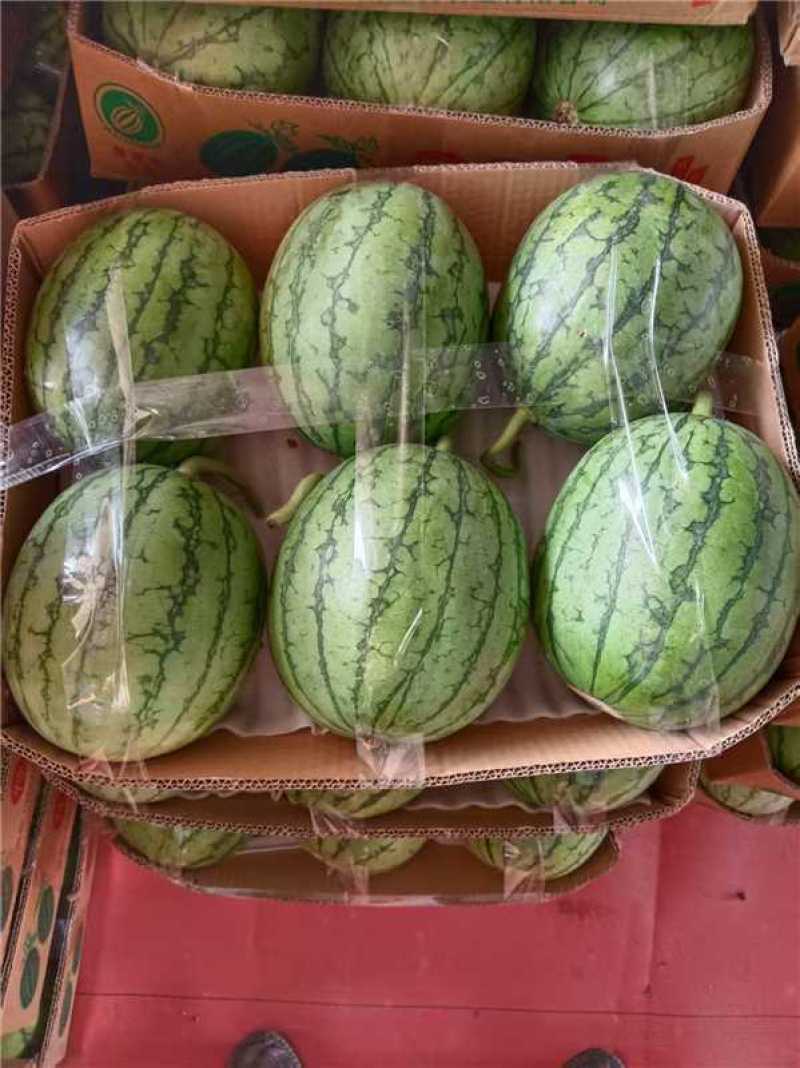 四川口口脆西瓜，甜脆可口，大量上市，对接市场，欢迎咨询