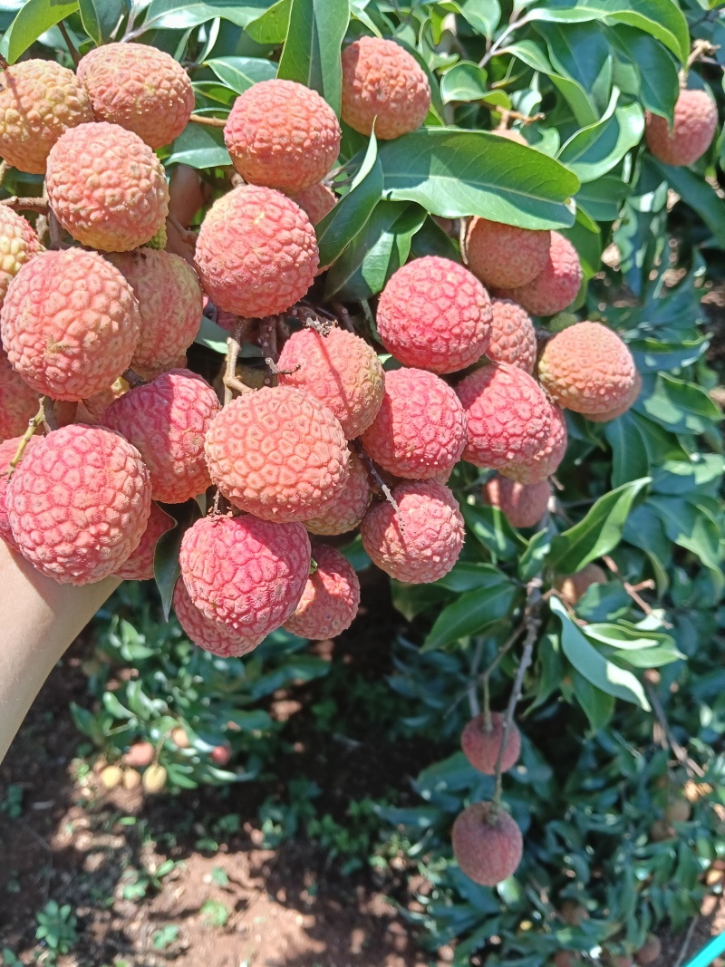 妃子笑六月红黑叶荔代收代发
