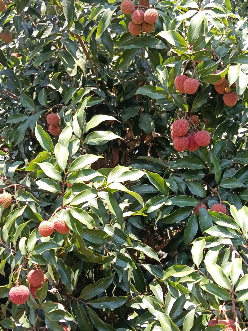 妃子笑六月红黑叶荔代收代发