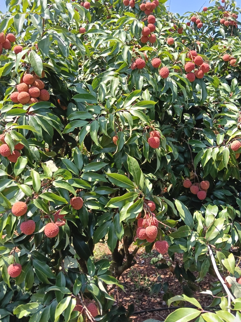 妃子笑六月红黑叶荔代收代发
