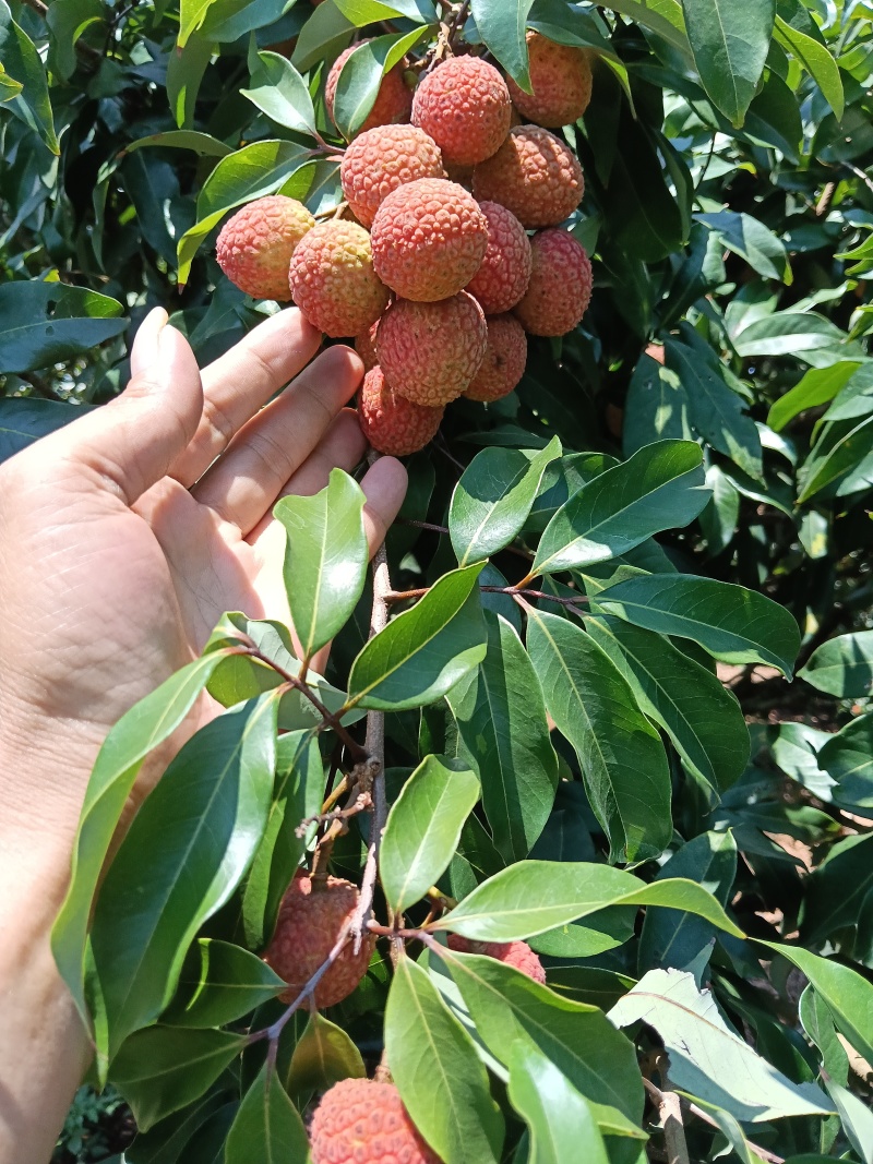 妃子笑六月红黑叶荔代收代发