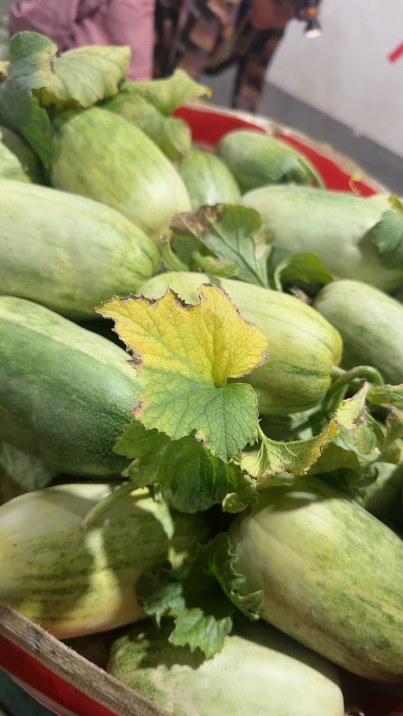 甜如蜜【热卖中】甜，脆，香，绿肉，绿瓤，个头一斤左右