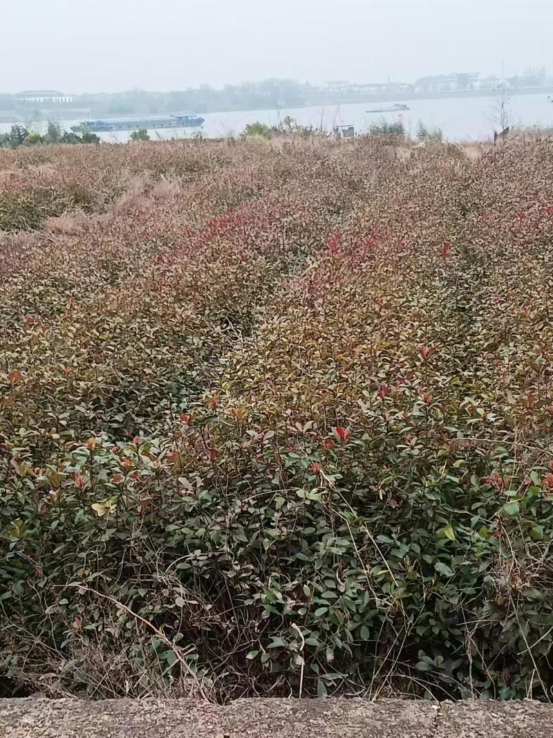【优质推荐】红叶石楠苗产地直发一手货源支持技术扶持