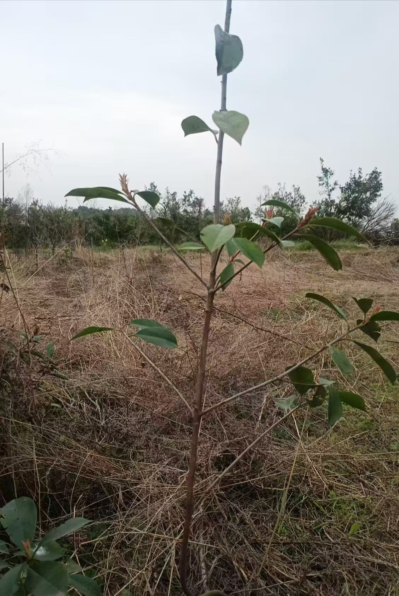 【优质推荐】红叶石楠苗产地直发一手货源支持技术扶持