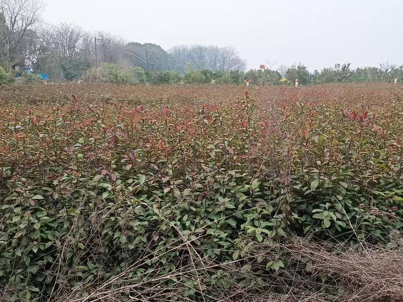 【优质推荐】红叶石楠苗产地直发一手货源支持技术扶持