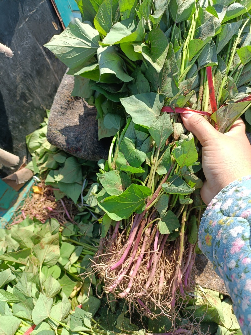 红瑶红薯苗，红瑶地瓜苗，软糯香甜，高端品种