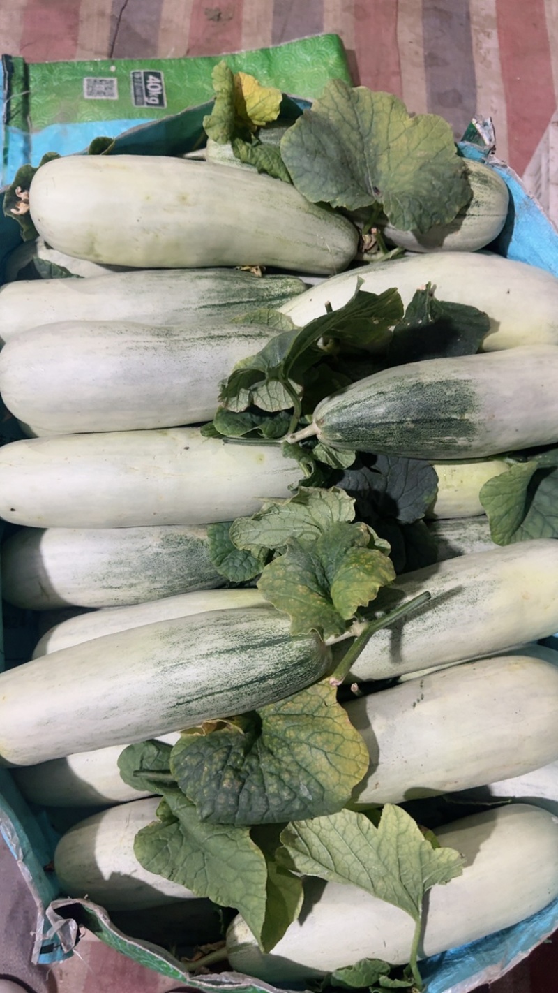 羊角密【热卖中】脆，甜，个头一斤左右，对接电商，市场，超市