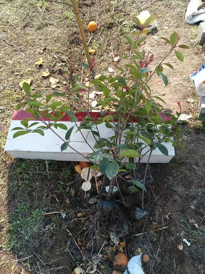 苗场直供石楠树成活率高支持拿样，红叶石楠苗可视频看货