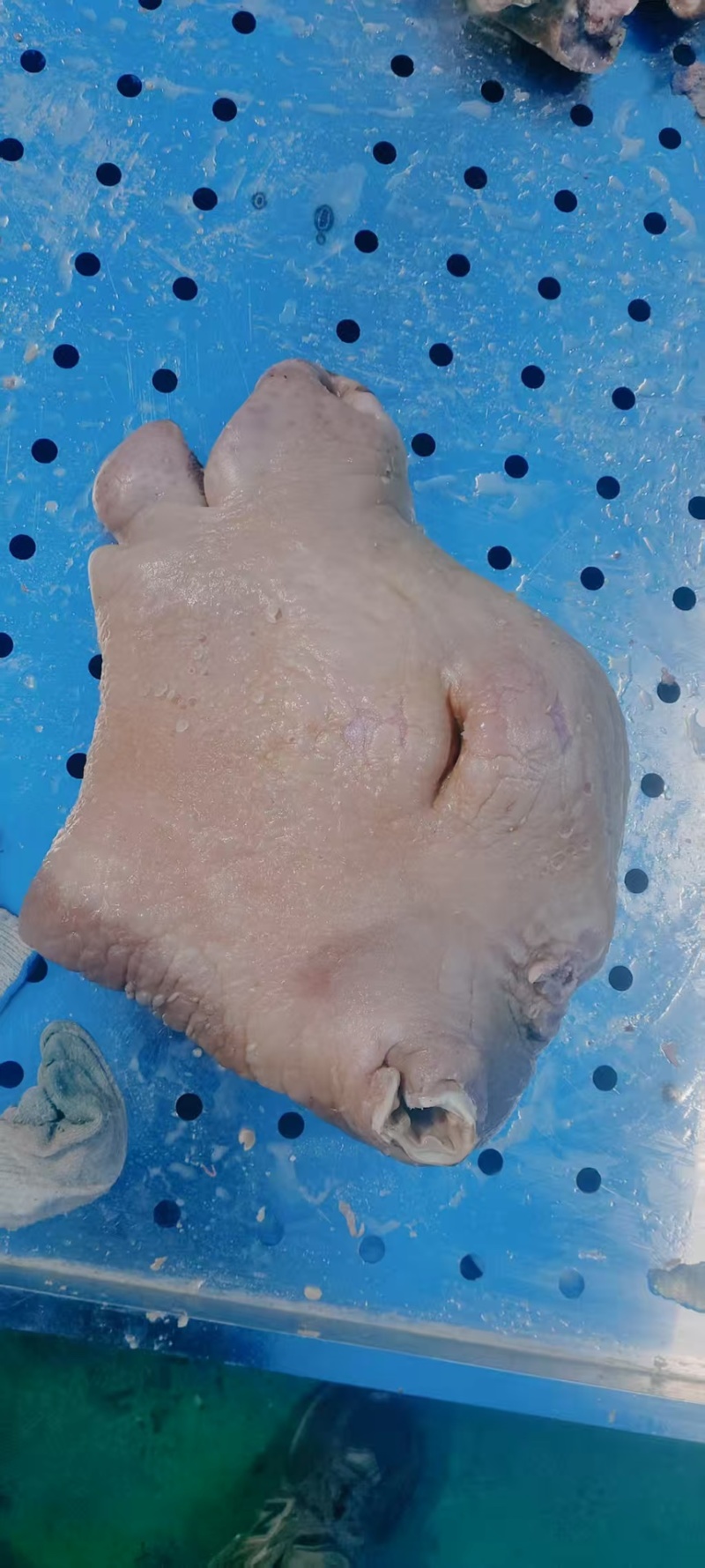【熟牛头肉】河南全熟带皮牛头肉产地直发品质保障可视频看货