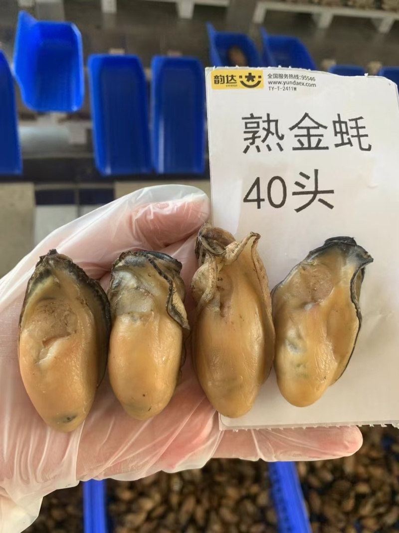 熟金蚝口感：肥美不腻，柔嫩紧致，甘香有弹性‌。
