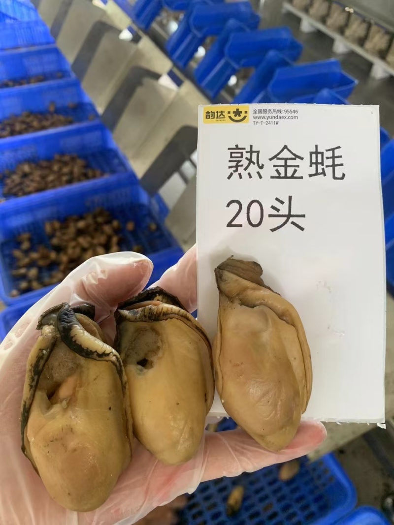 熟金蚝口感：肥美不腻，柔嫩紧致，甘香有弹性‌。