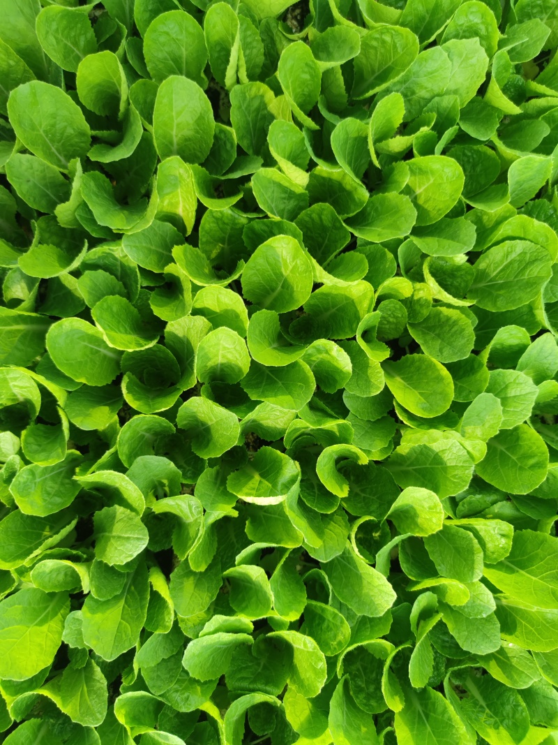 精品大白菜现货现发，量大从优，品质有保证