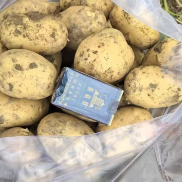 精品实验一号土豆黄心土豆大量上市品质保证量大从优