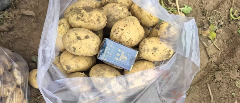 精品实验一号土豆黄心土豆大量上市品质保证量大从优
