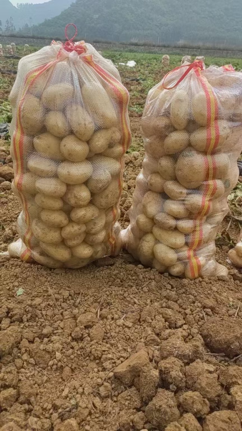 精品实验一号土豆黄心土豆大量上市品质保证量大从优