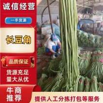 山东省聊城市莘县万亩长豆角基地直供一手货源大量有货