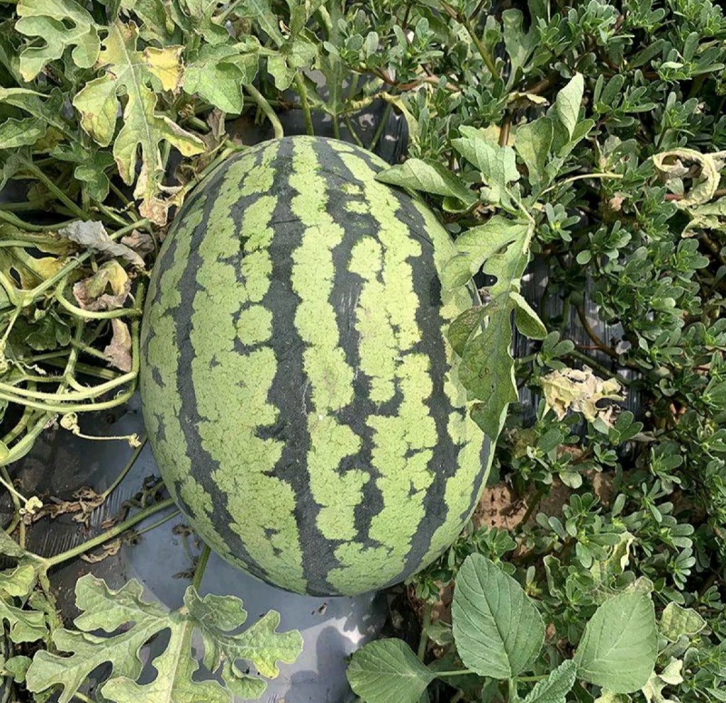 甜王西瓜头茬皮薄甜度高包熟产地直发对接全国各地