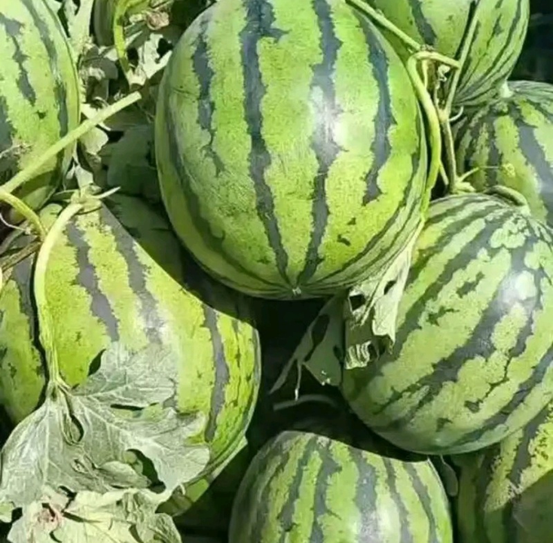 无籽美都西瓜口感脆甜对接批发市场商超大量有货欢迎来电
