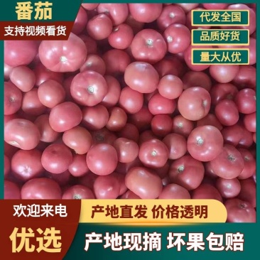 山东省聊城市硬粉西红柿基地大量有货对接全国商超电商市场