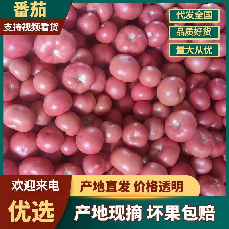 山东省聊城市硬粉西红柿基地大量有货对接全国商超电商市场