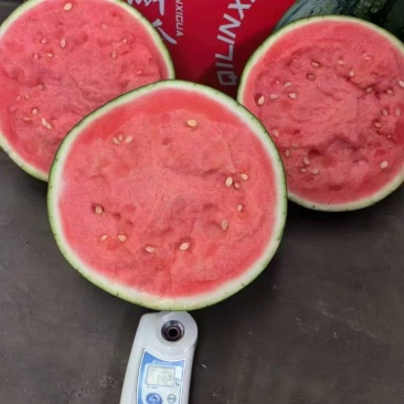 精品美都西瓜大量上市品质保证量大从优一手货源