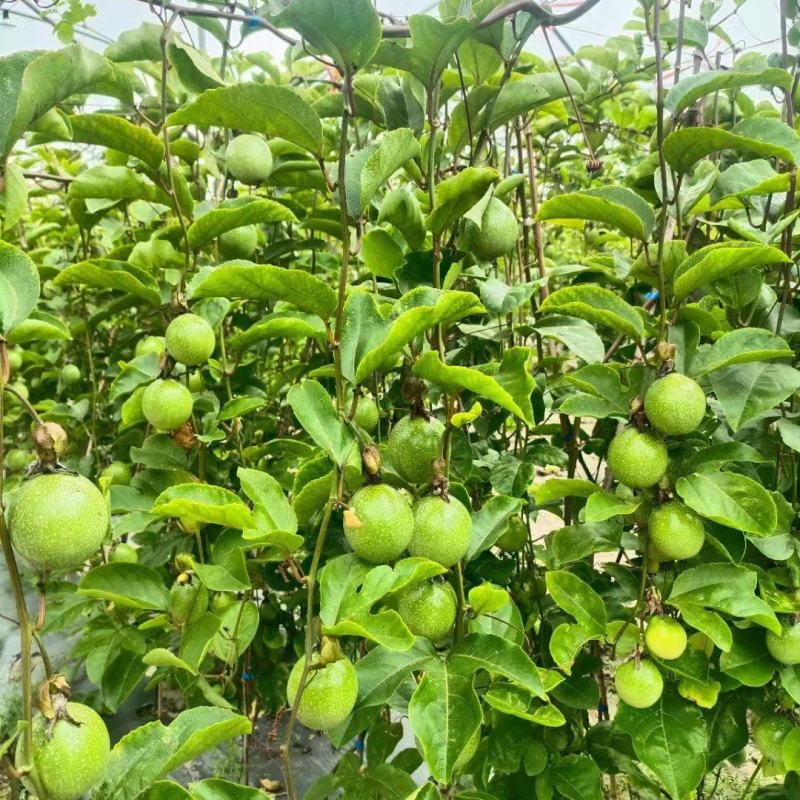 【热卖】百香果苗，钦密9号黄金百香果苗保质保量一手货源