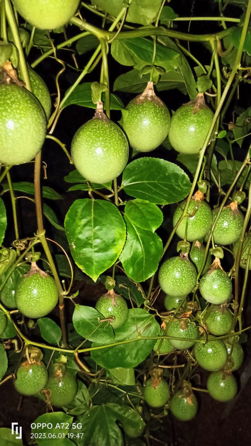 【热卖】百香果苗，钦密9号黄金百香果苗保质保量一手货源