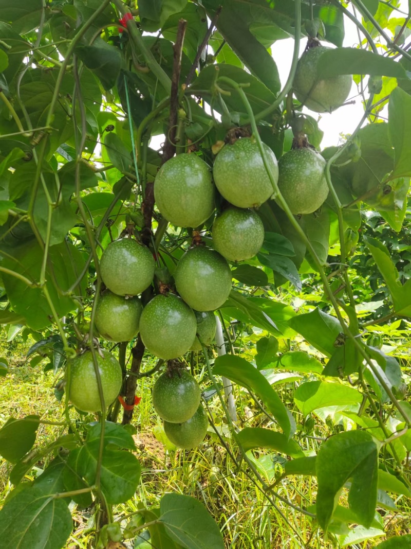 【热卖】百香果苗，钦密9号黄金百香果苗保质保量一手货源