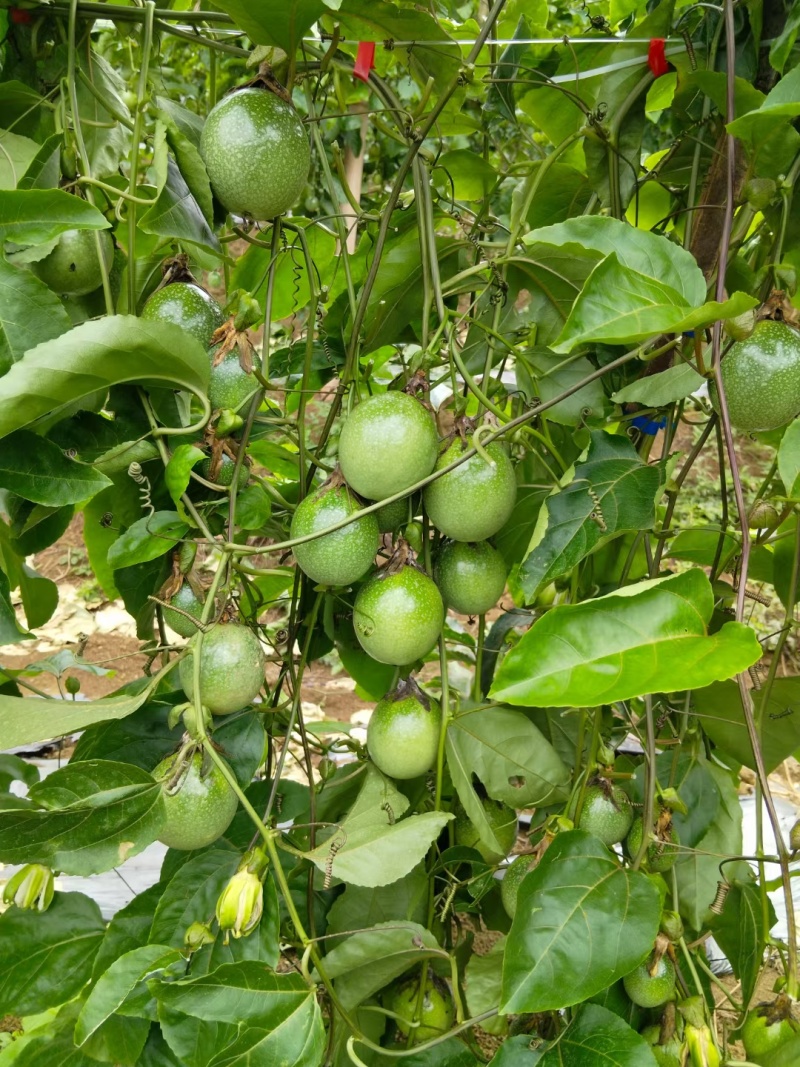 黄金百香果苗优质的苗种植出来品质好的果产量高严选脱毒