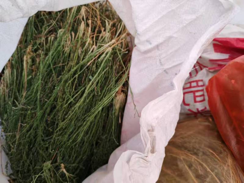 新货百蕊草奶黄草小米草产地直发