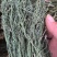 新货百蕊草奶黄草小米草产地直发
