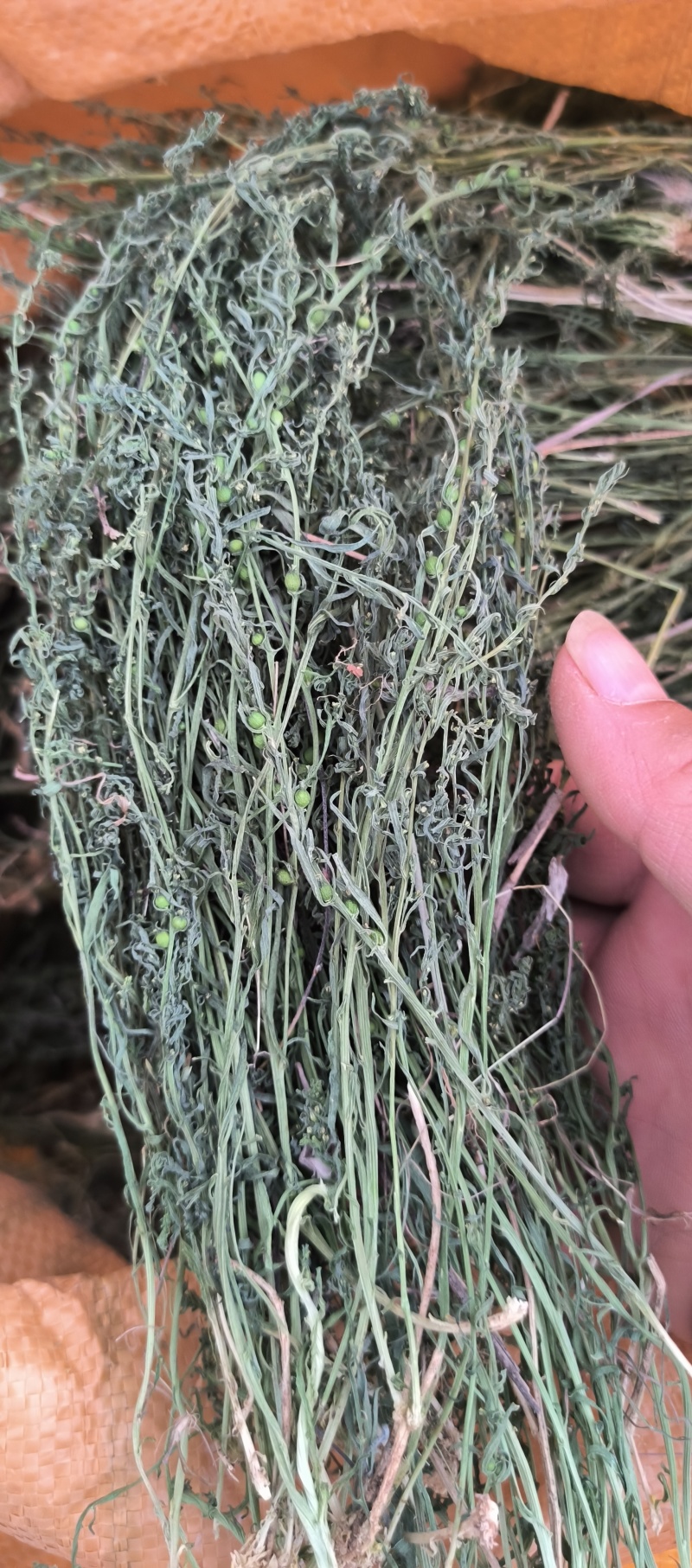 新货百蕊草奶黄草小米草产地直发