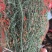 新货百蕊草奶黄草小米草产地直发