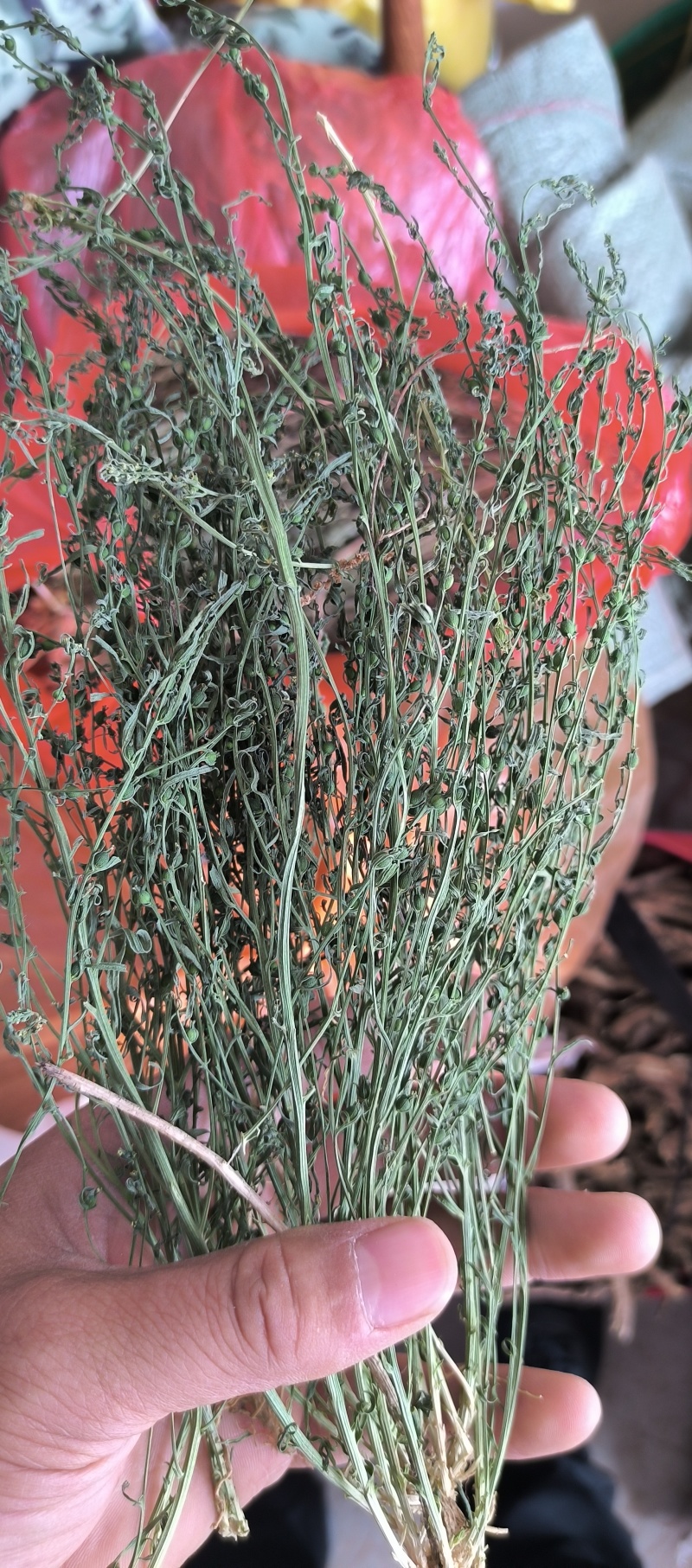 新货百蕊草奶黄草小米草产地直发