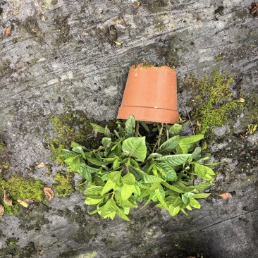 160小叶丛生栀子花，带少量花苞。