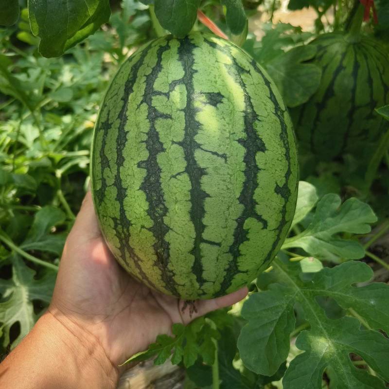 河北保定清苑2k西瓜大量上市中，保质保量，对接市场，欢迎