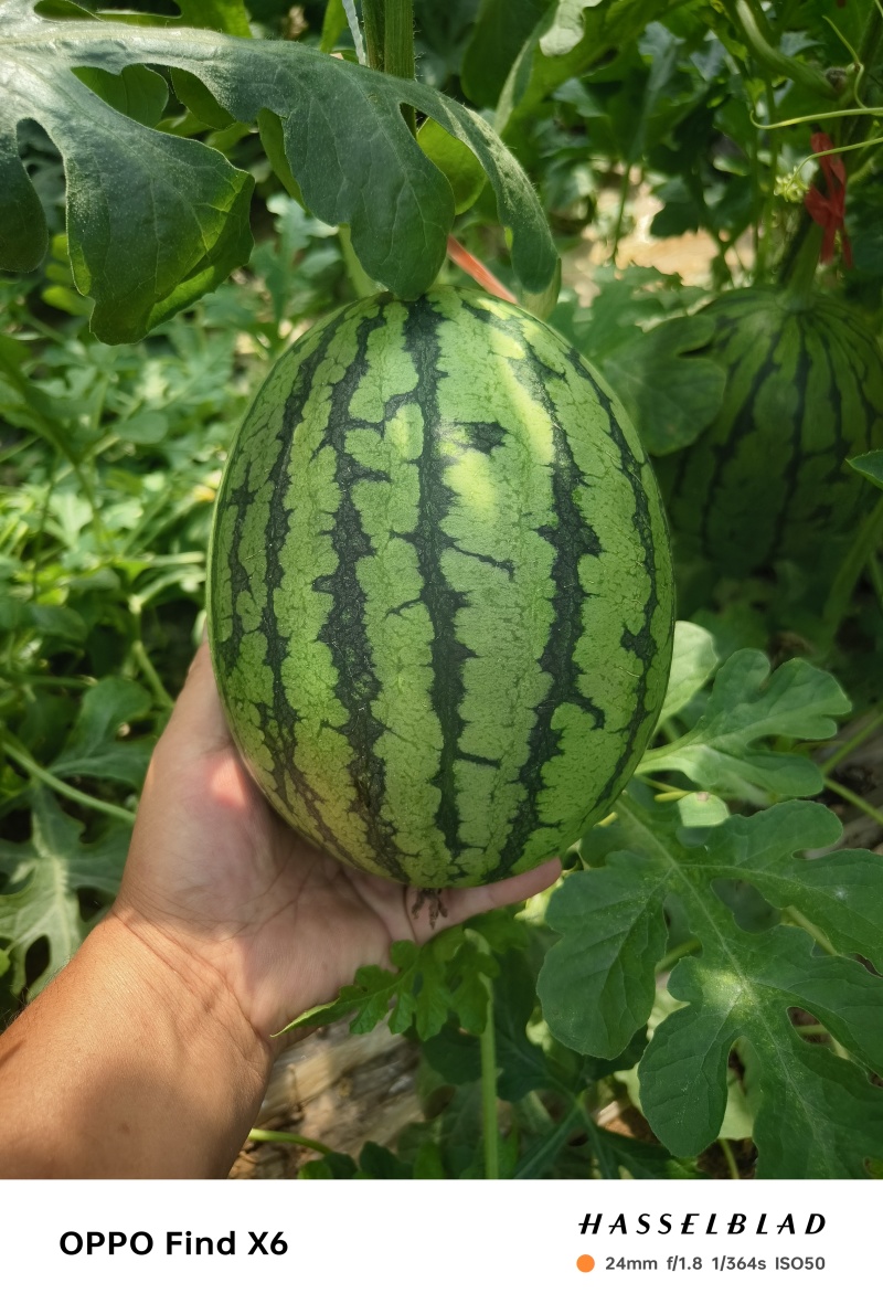 河北保定清苑2k西瓜大量上市中，保质保量，对接市场，欢迎