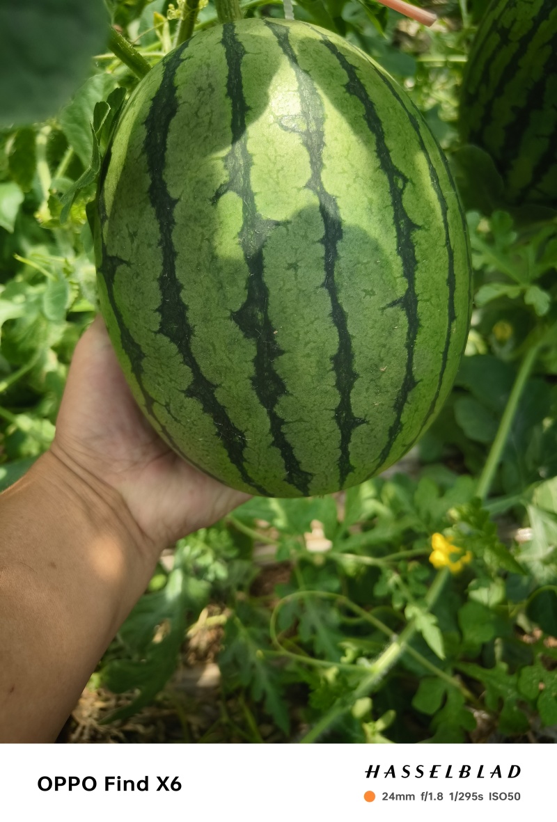 河北保定清苑2k西瓜大量上市中，保质保量，对接市场，欢迎