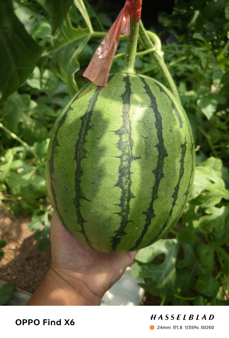 河北保定清苑2k西瓜大量上市中，保质保量，对接市场，欢迎