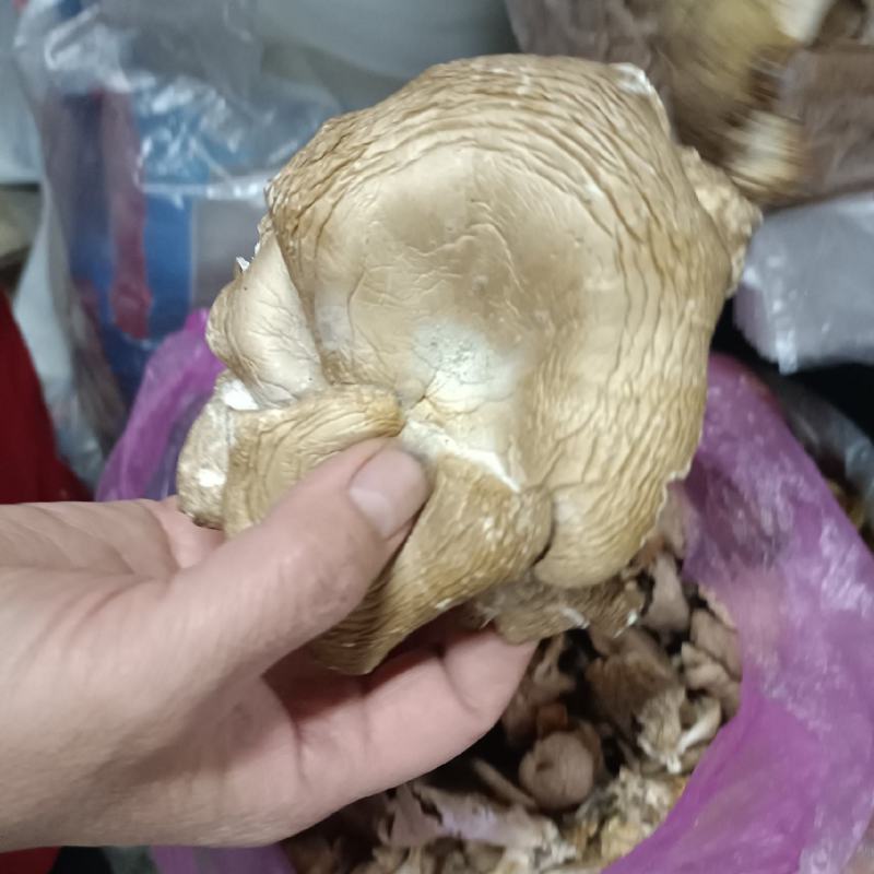 东北纯野生干货深林木头生长元蘑自然嗮干小鸡炖蘑菇味美可口