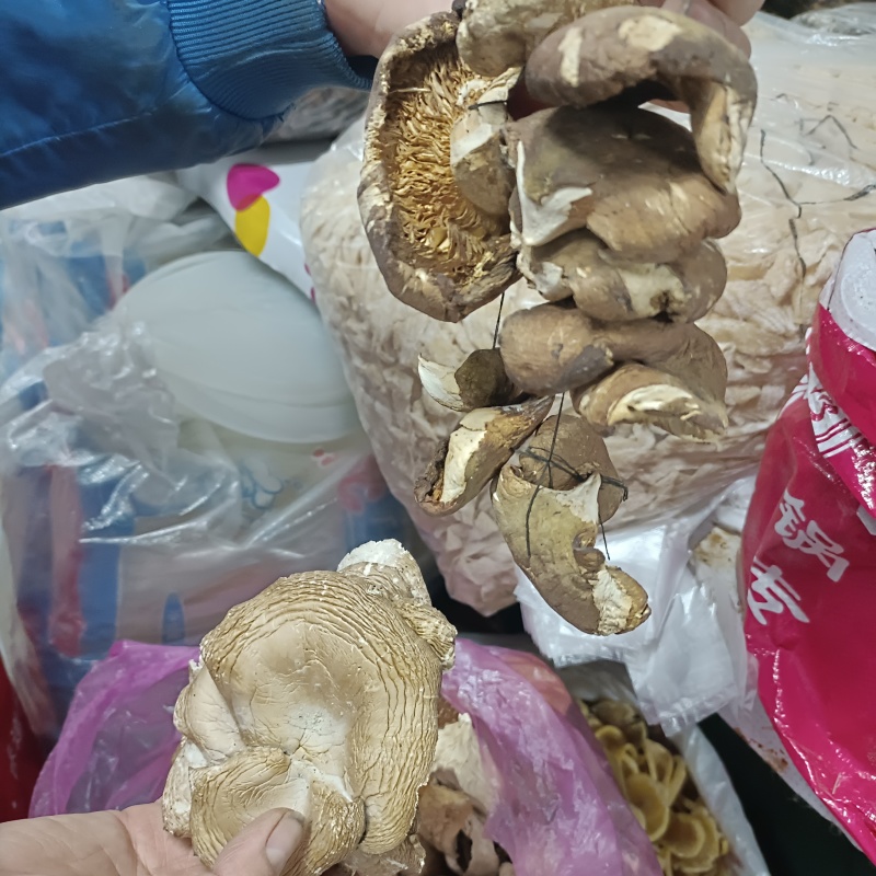 东北纯野生干货深林木头生长元蘑自然嗮干小鸡炖蘑菇味美可口